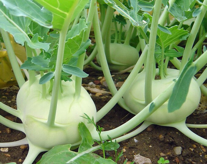 Early White Kohlrabi